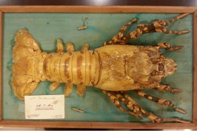 Lobster gifted to Congressman Paul Findley from Mohammed Motie, foreign minister of South Yemen, during Findley's "Mission to Aiden," in May 1974. Photo courtesy of Elizabeth Papp, Public History Graduate Intern, Illinois College.